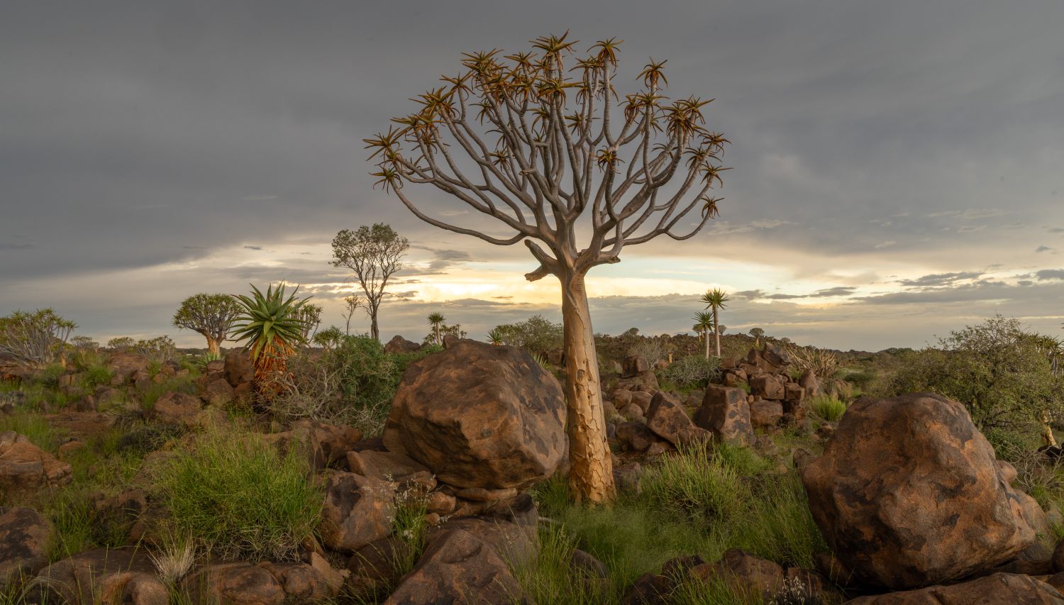 Quiver Tree Forest