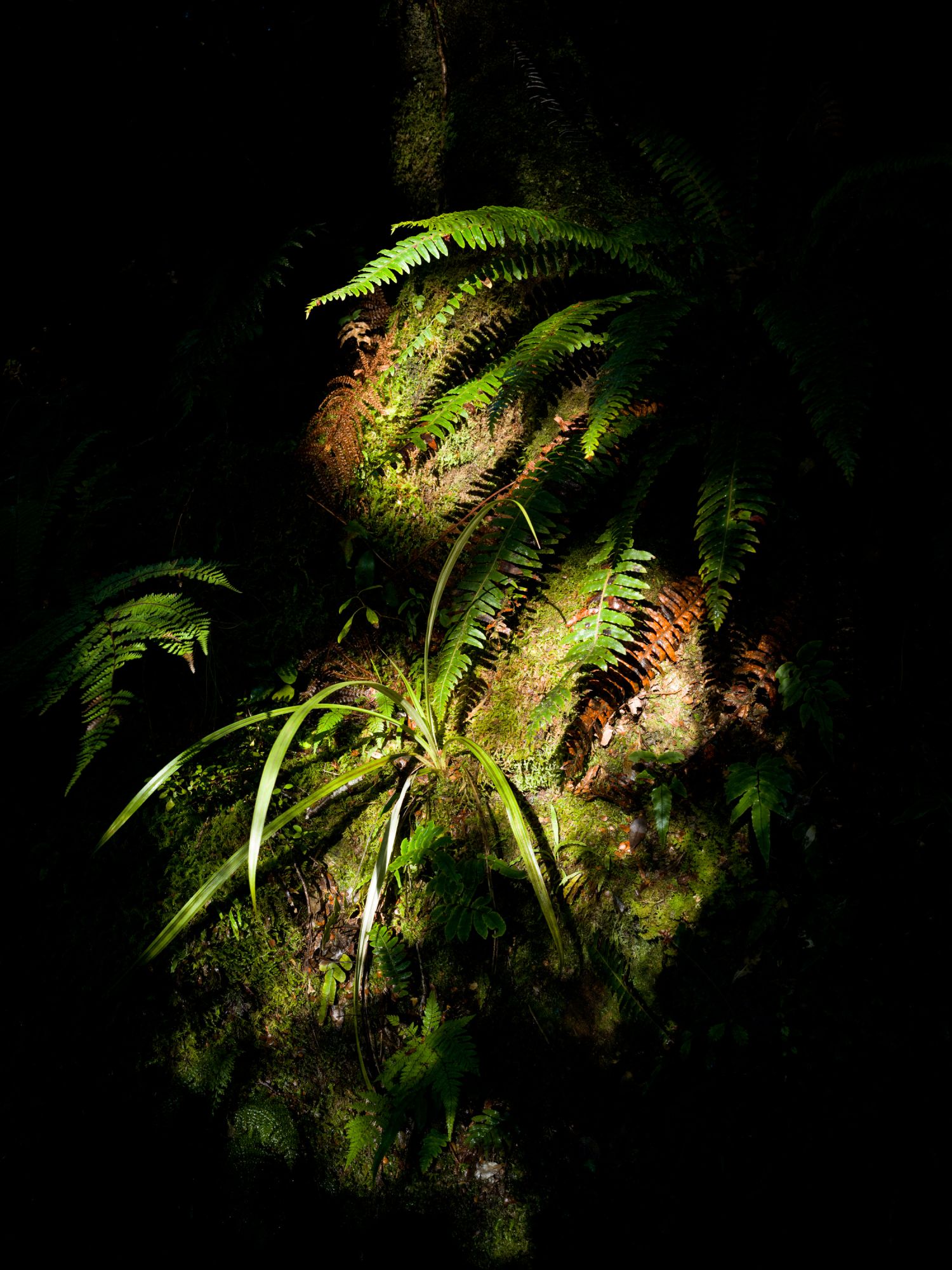 Forest Darkness