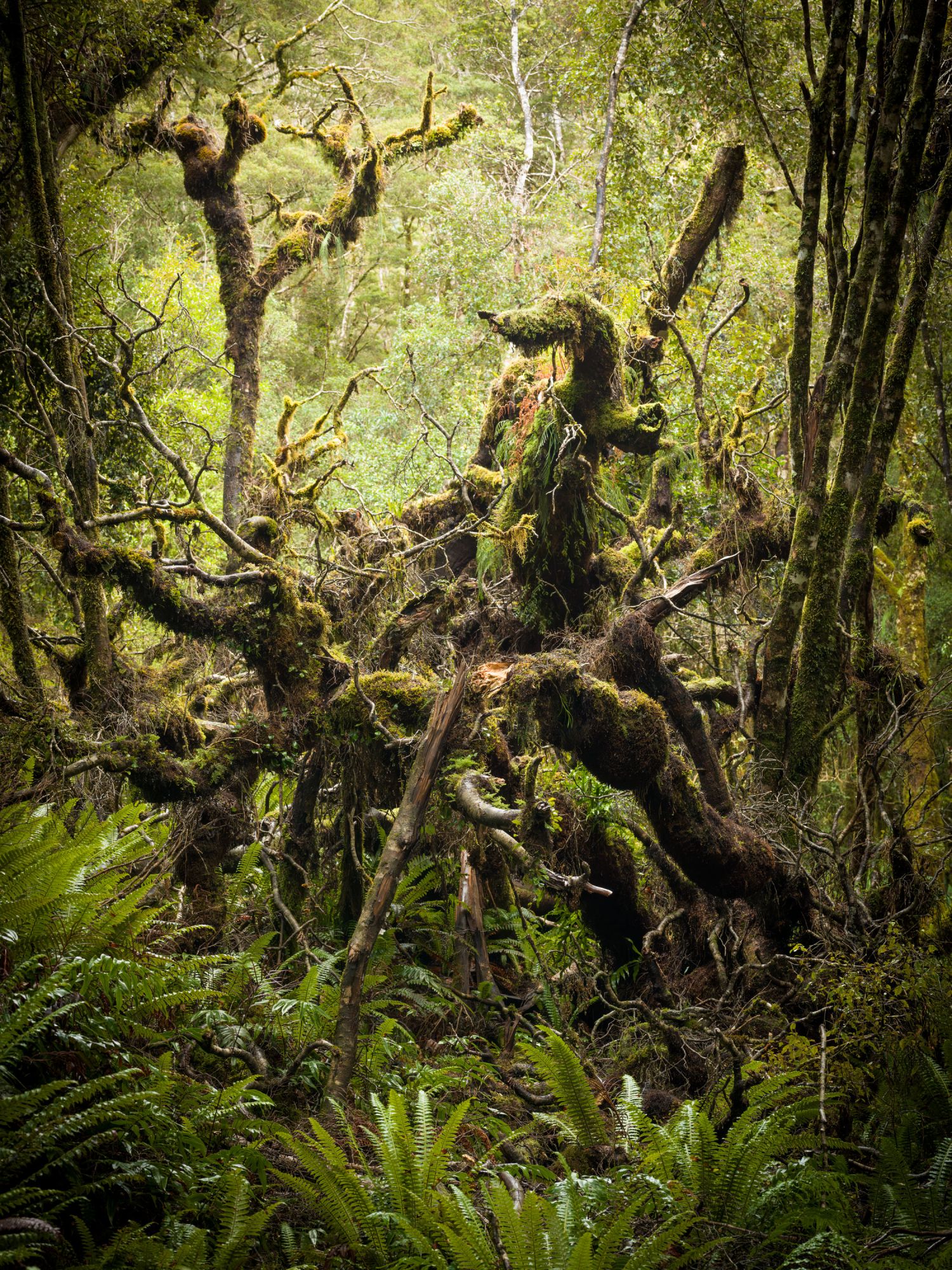 The Tree