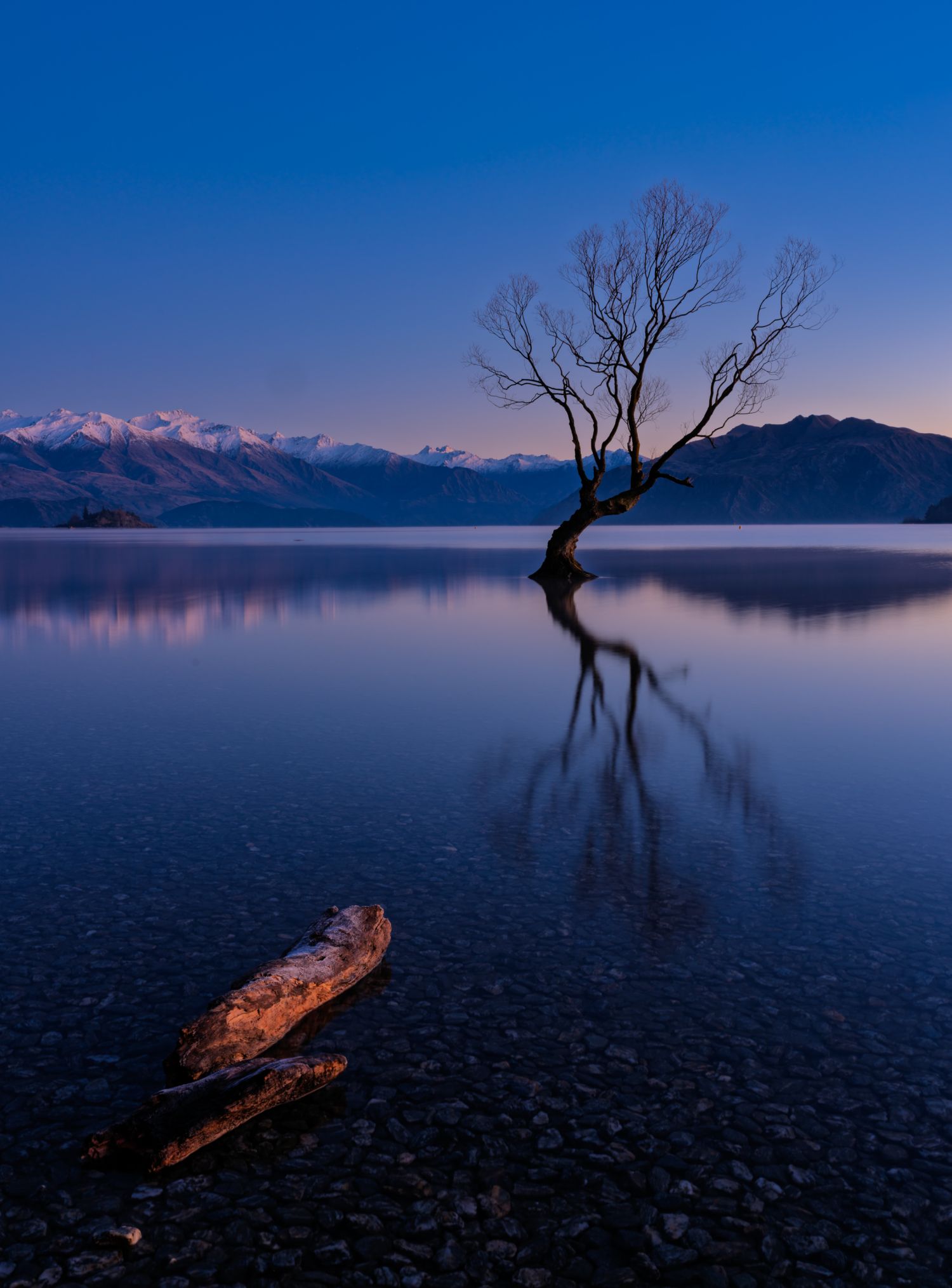 Lake Wanaka Tree 2