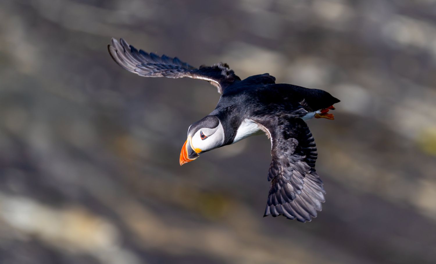 Taking Flight