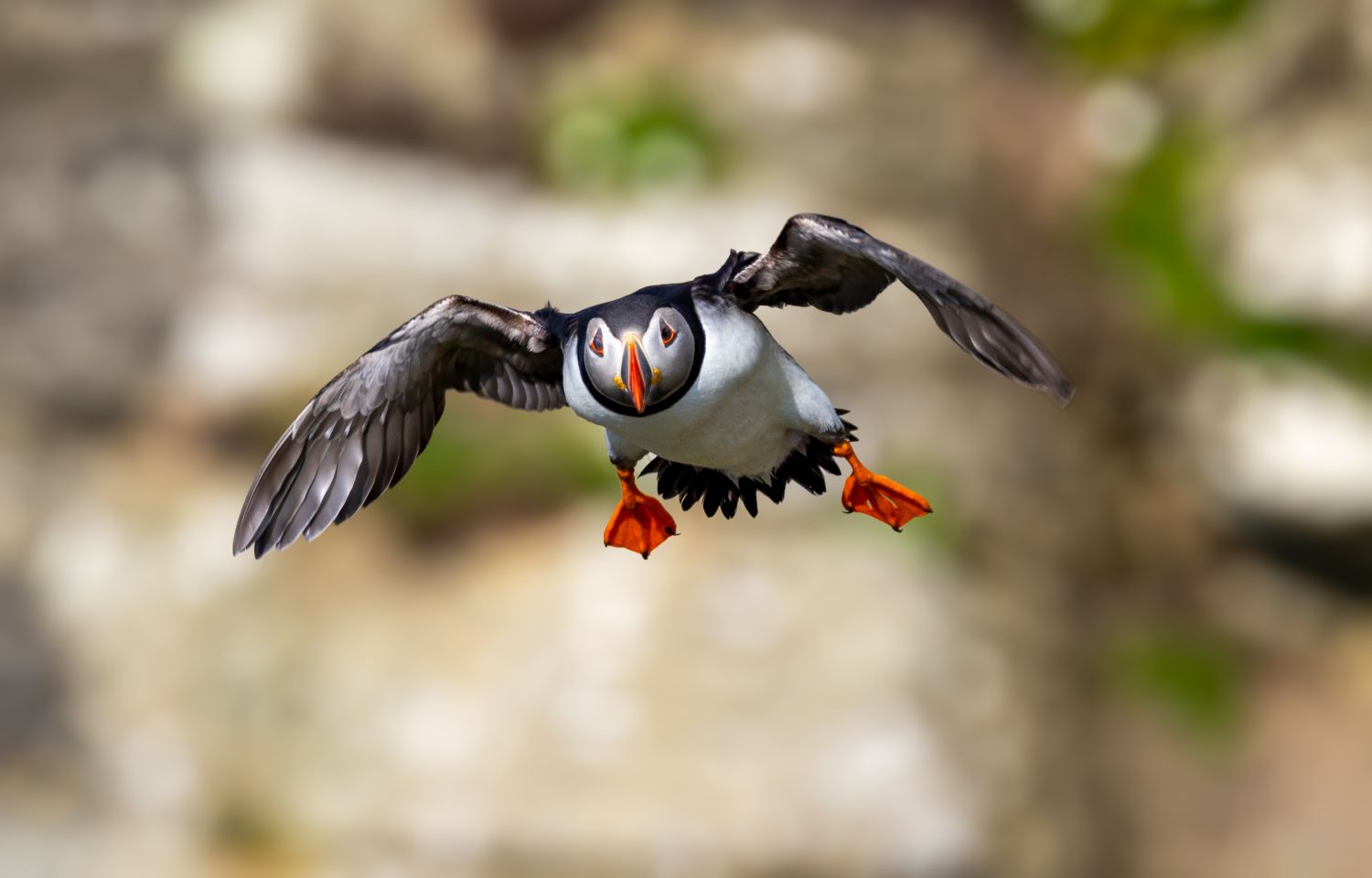 Flying Puffin 