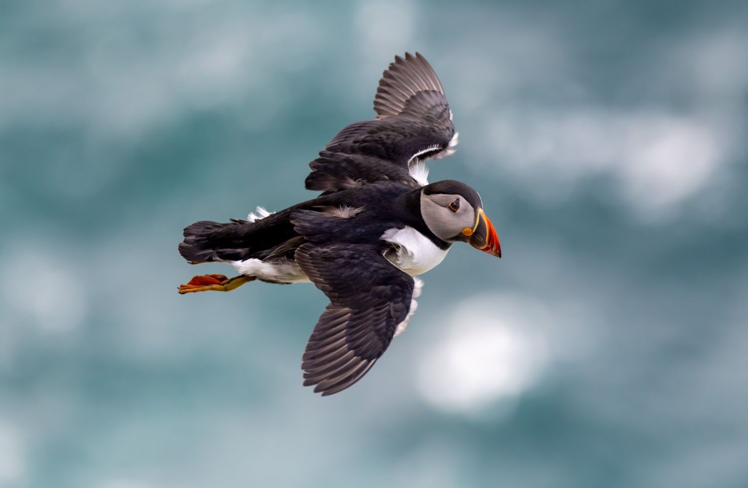 Puffin in Flight 2