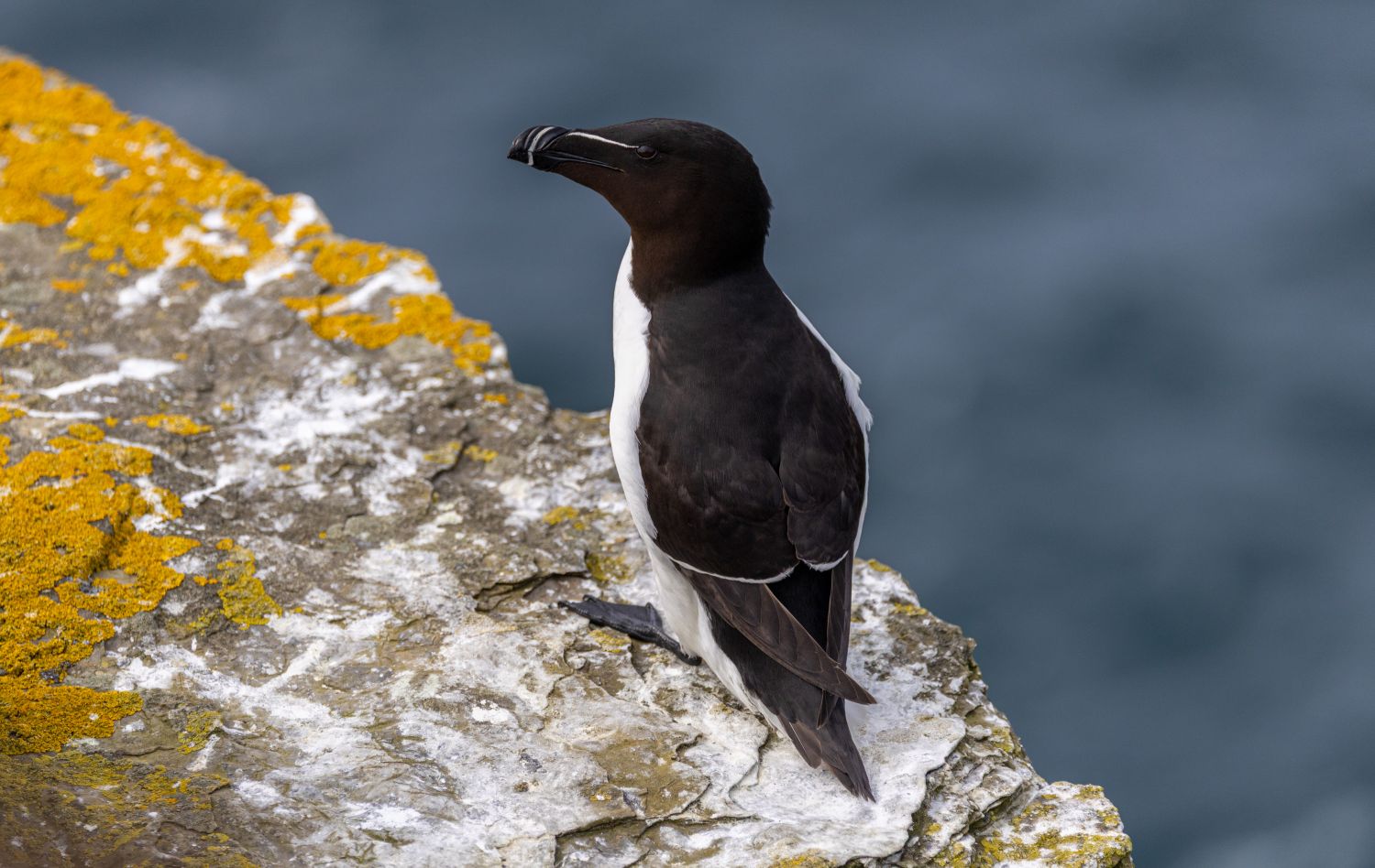 Razorbill