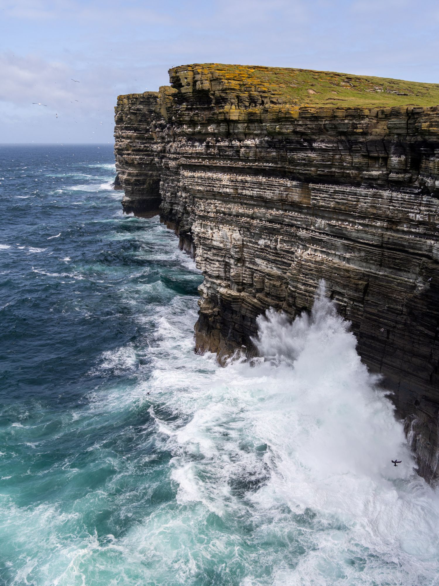 The Bird Cliffs