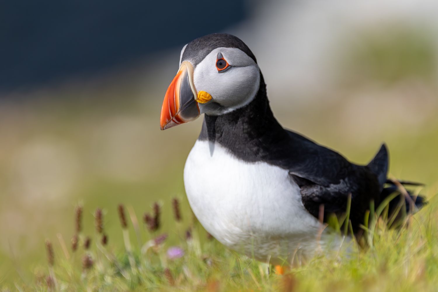 Puffin Orkney