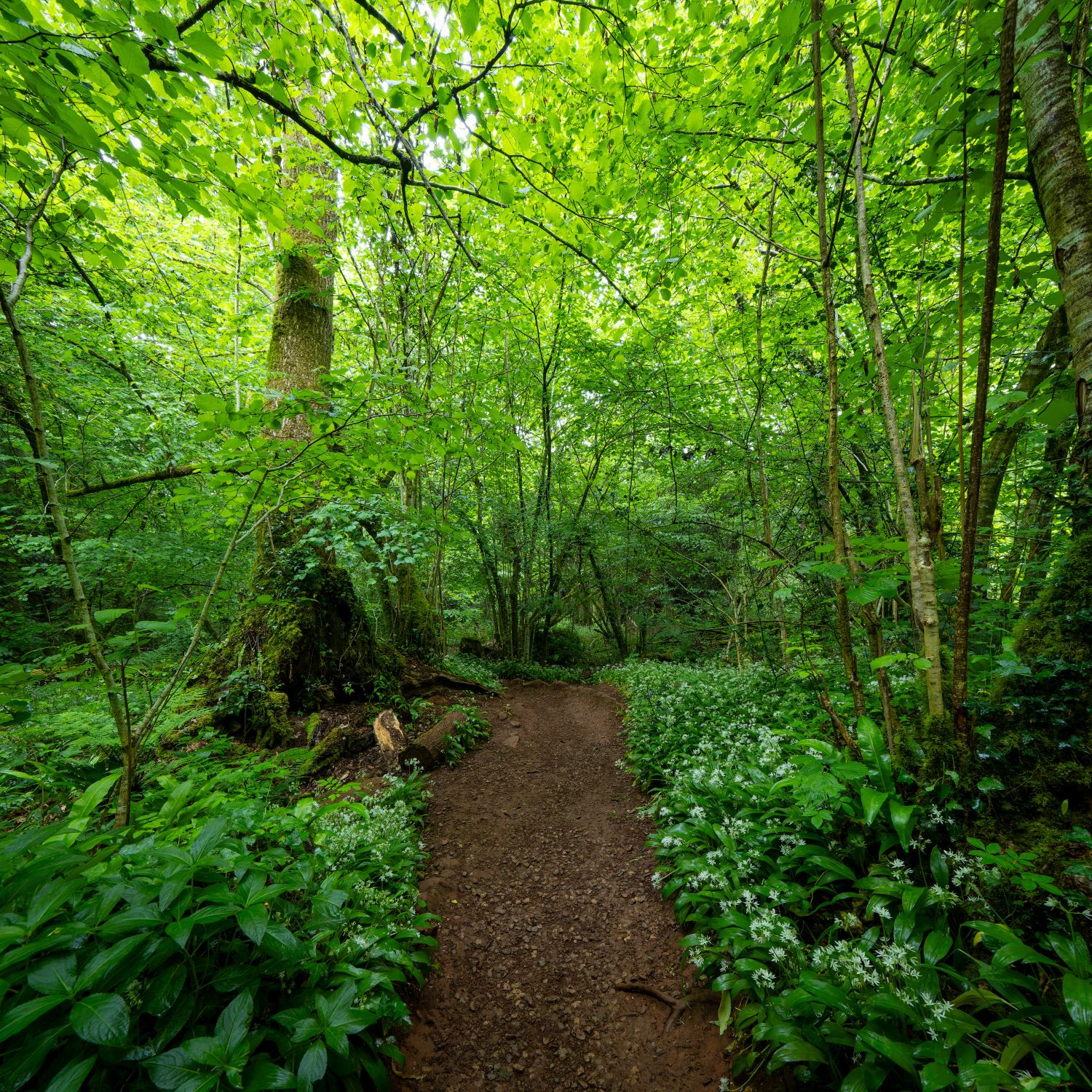 Puzzlewood 12