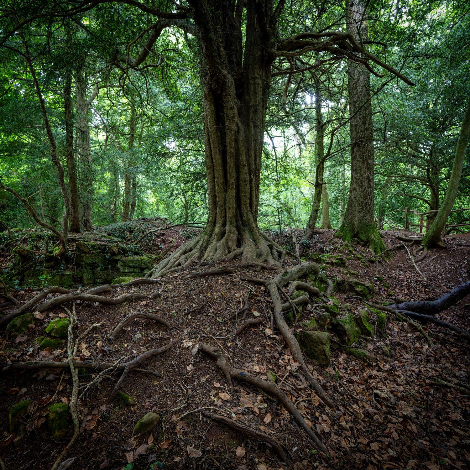 Puzzlewood 13