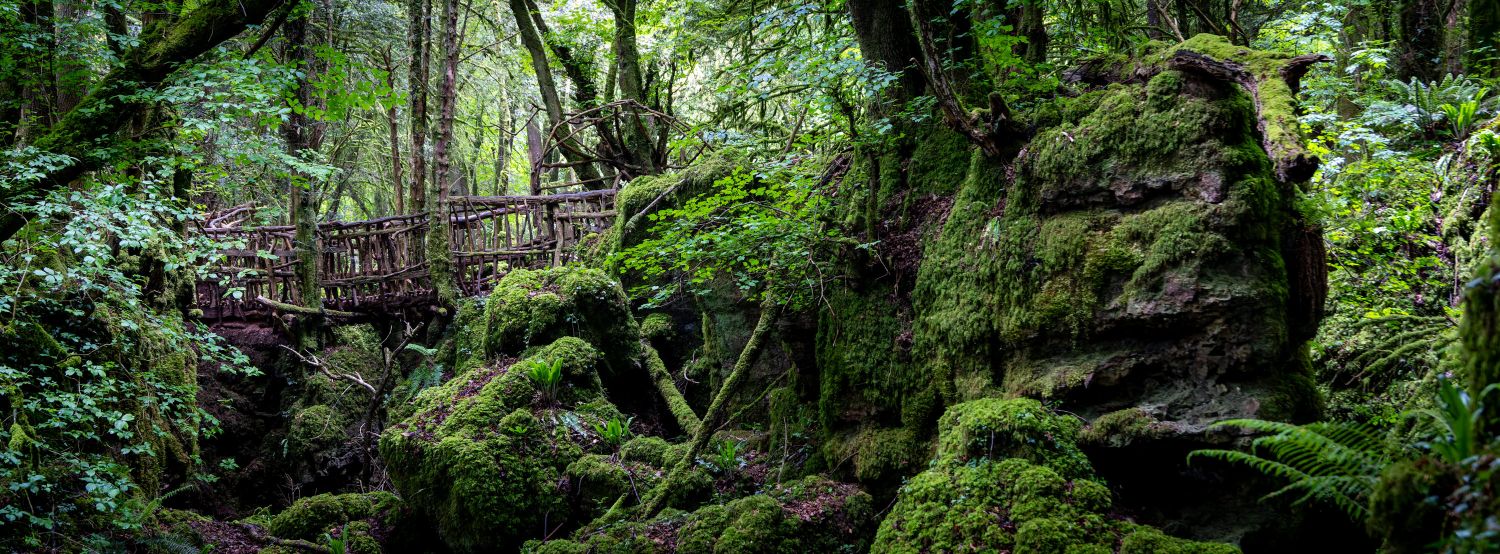 Puzzlewood 15