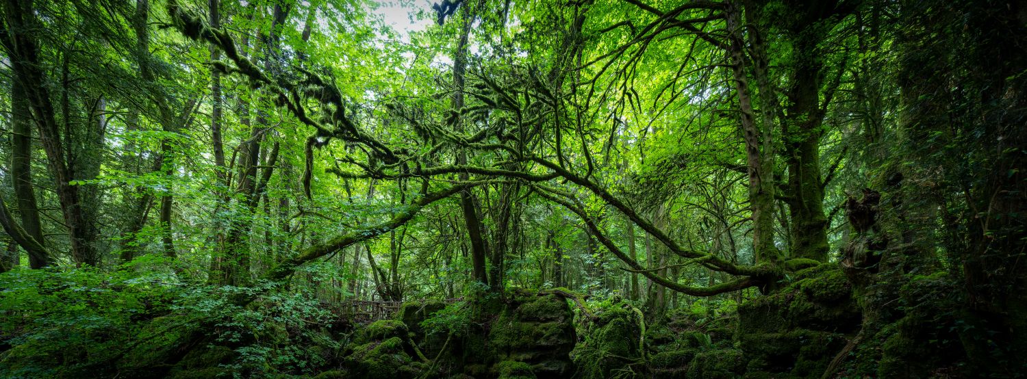 Puzzlewood 16