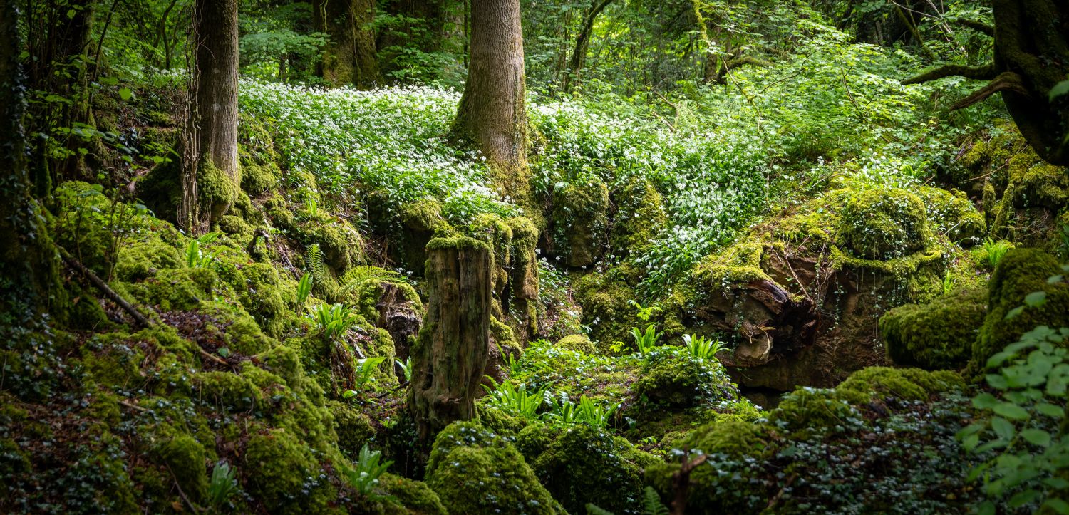 Puzzlewood 17