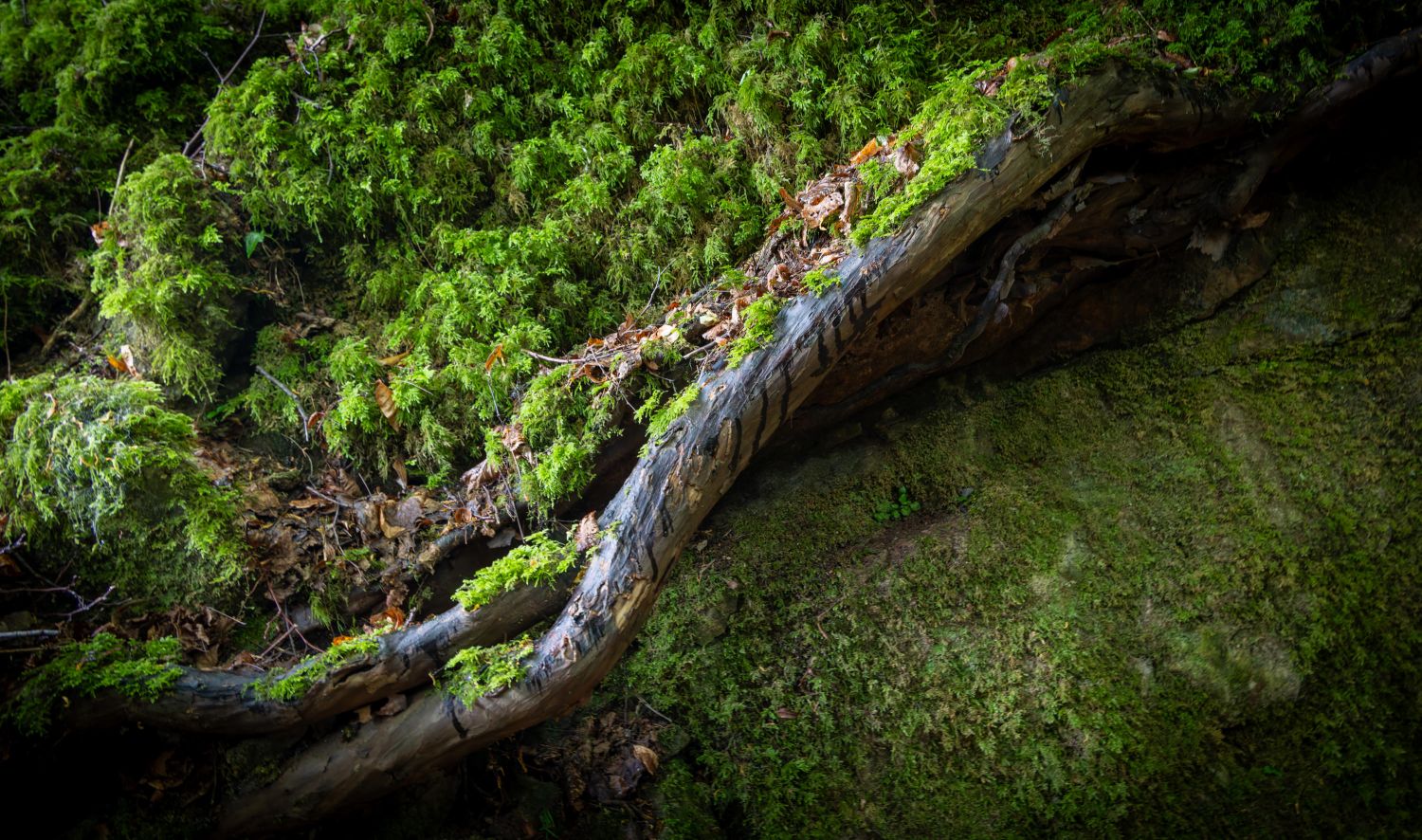 Puzzlewood 18