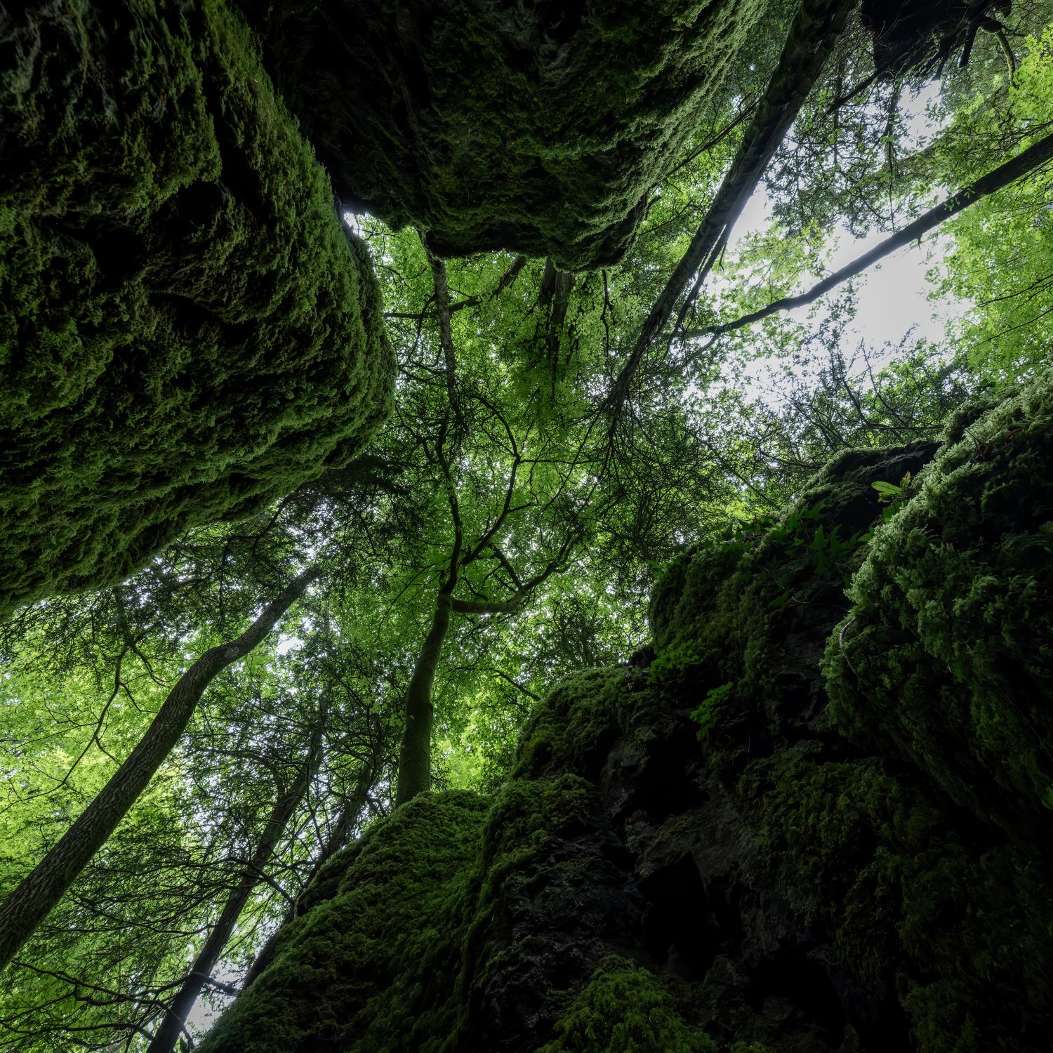 Puzzlewood 19