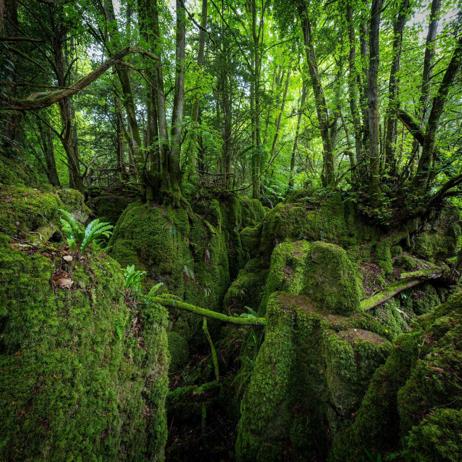 Puzzlewood 2