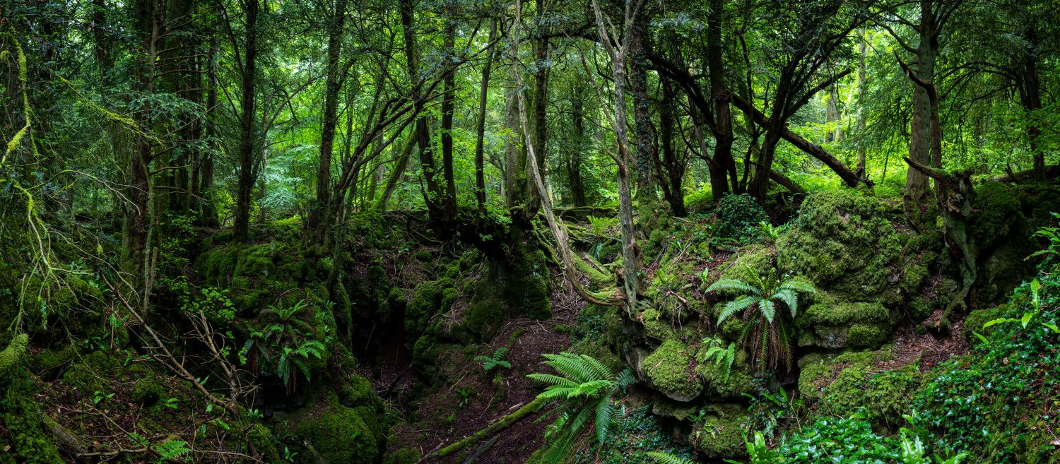 Puzzlewood 3