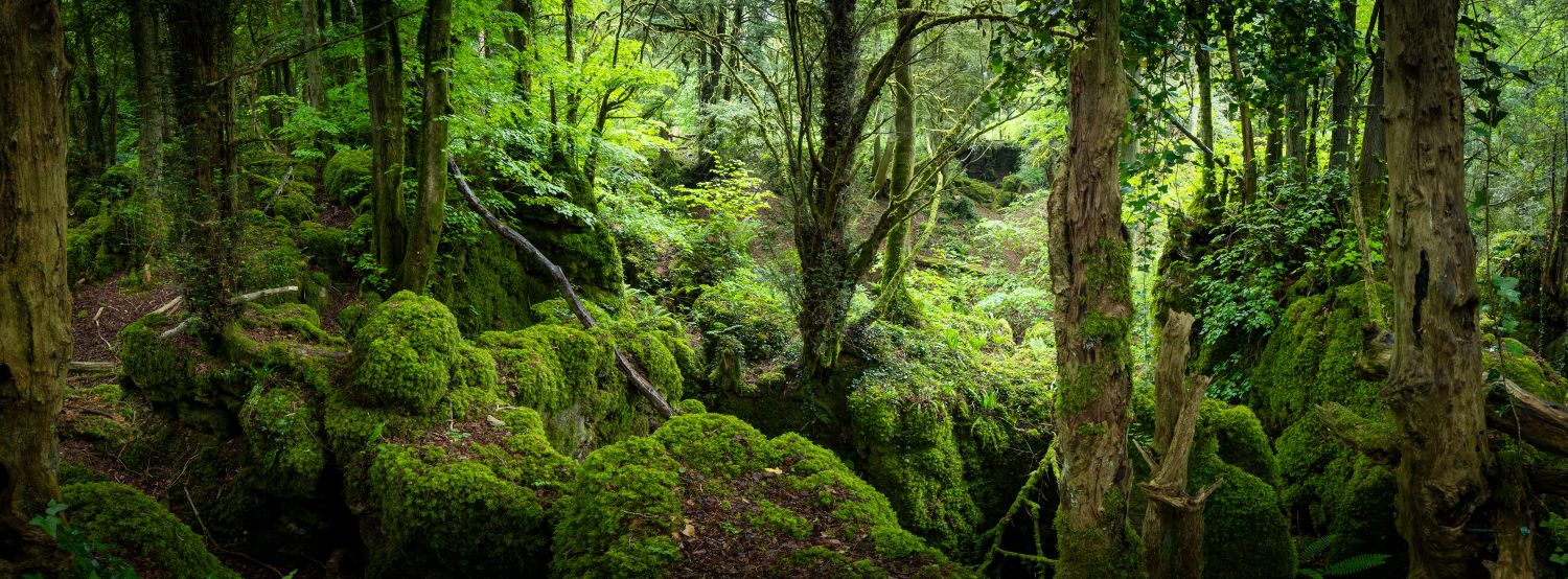 Puzzlewood 4