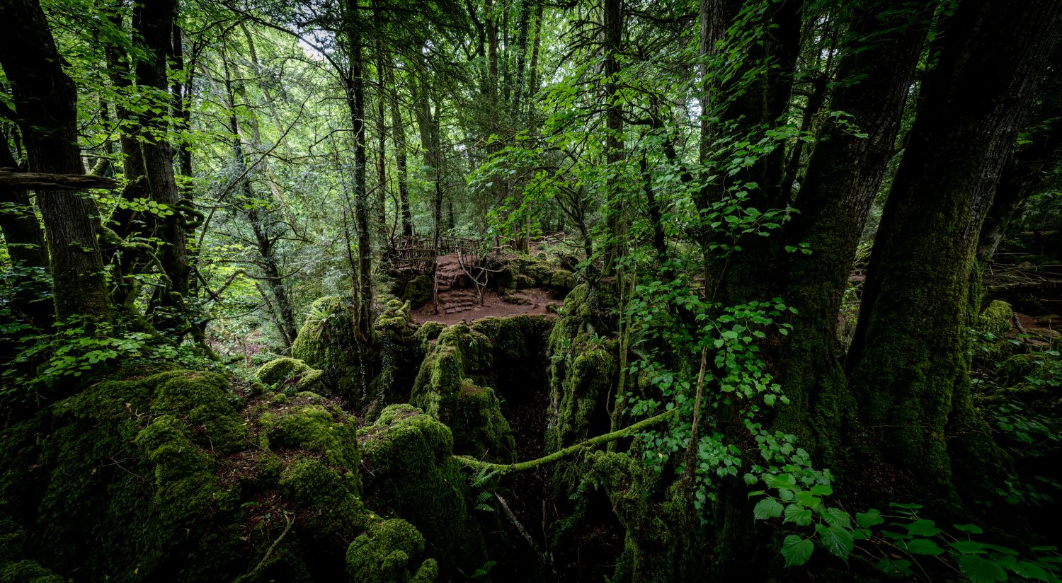 Puzzlewood 5