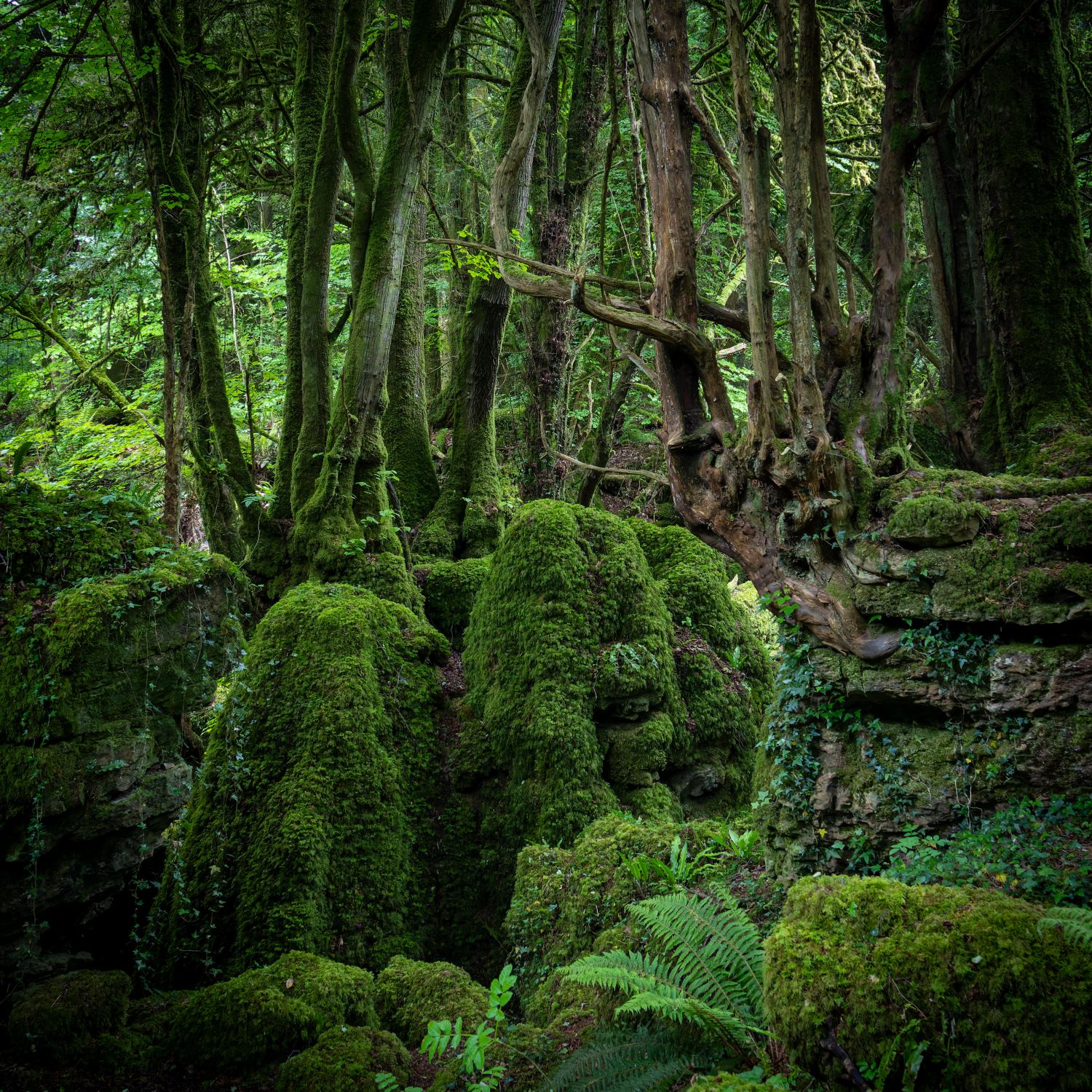 Puzzlewood 6
