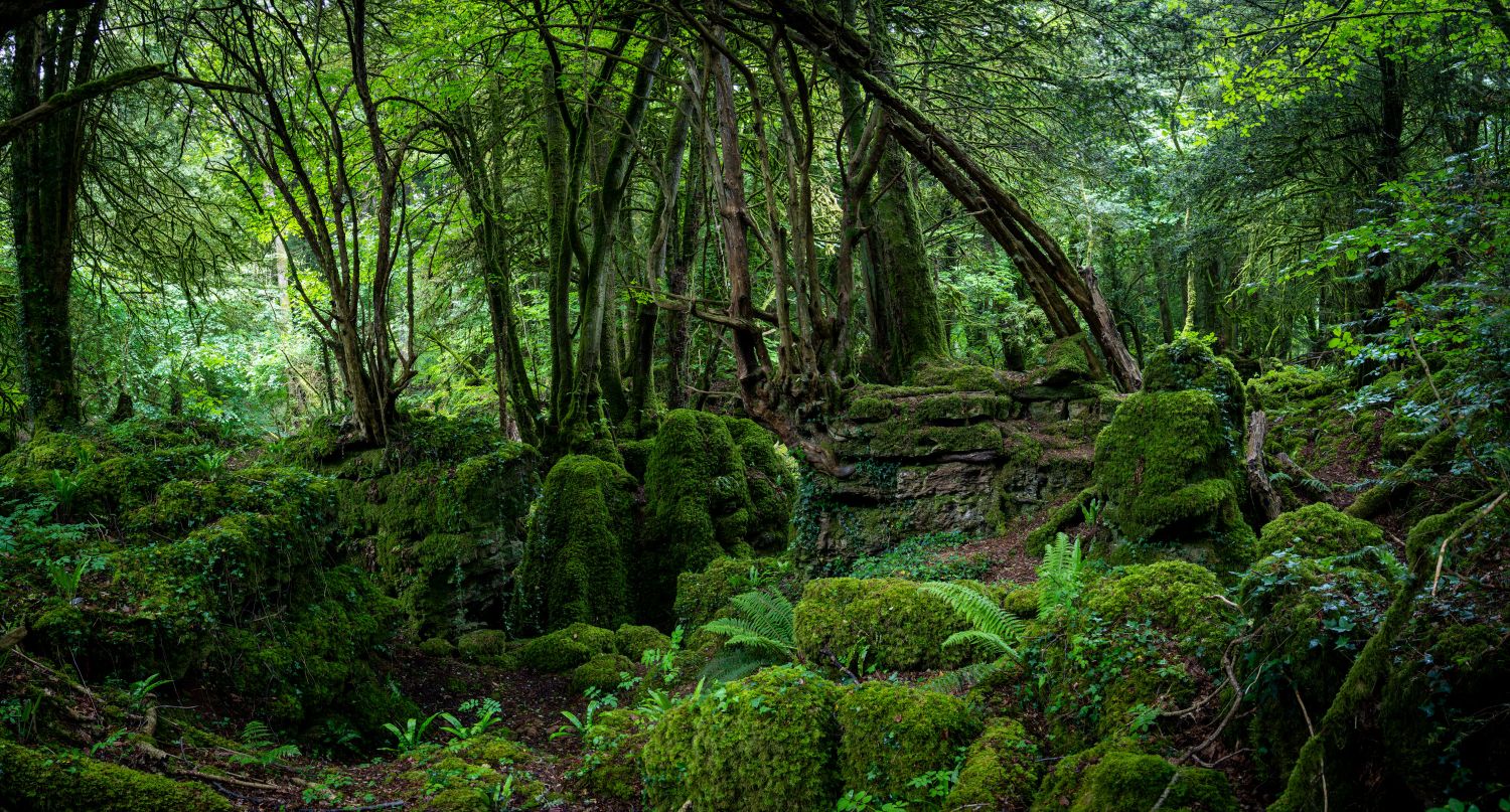 Puzzlewood 7