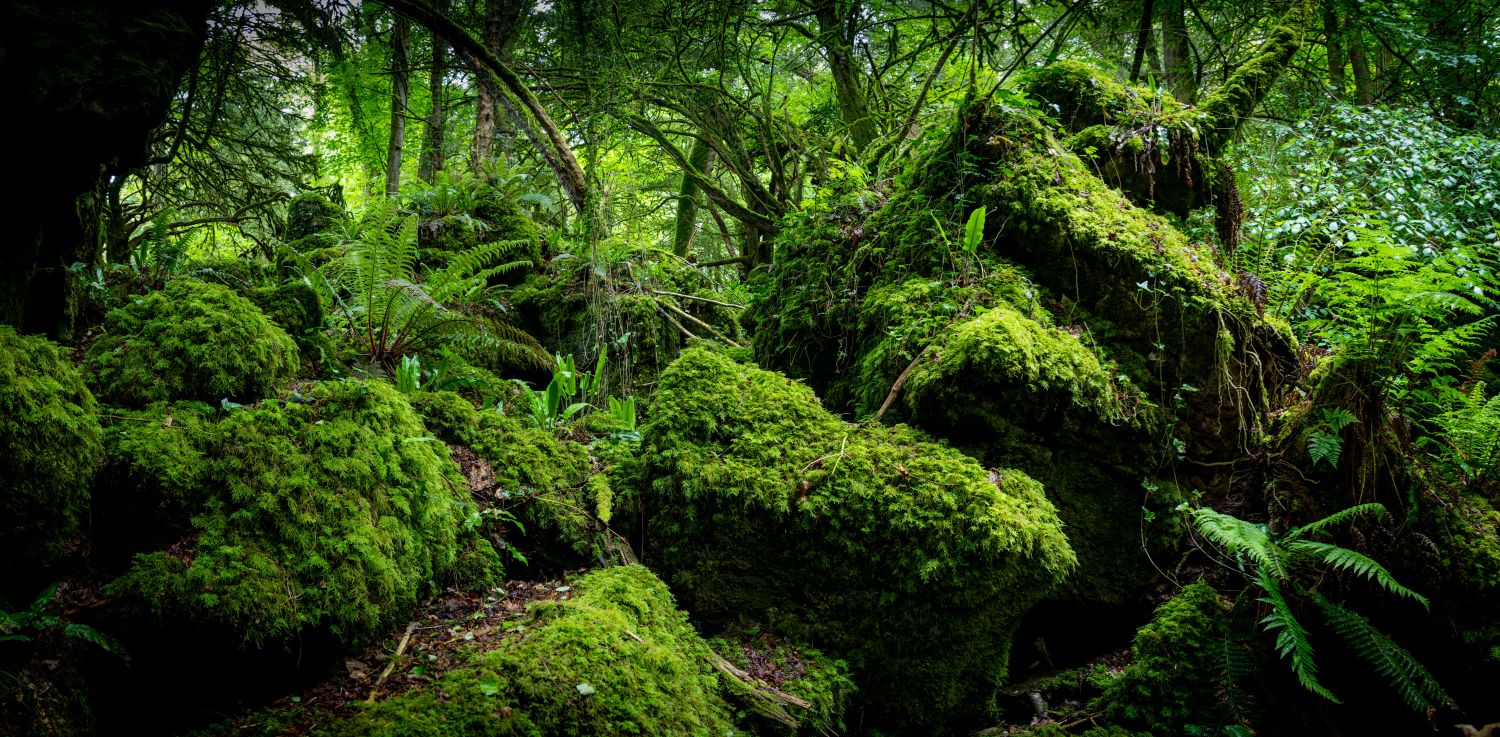 Puzzlewood 8