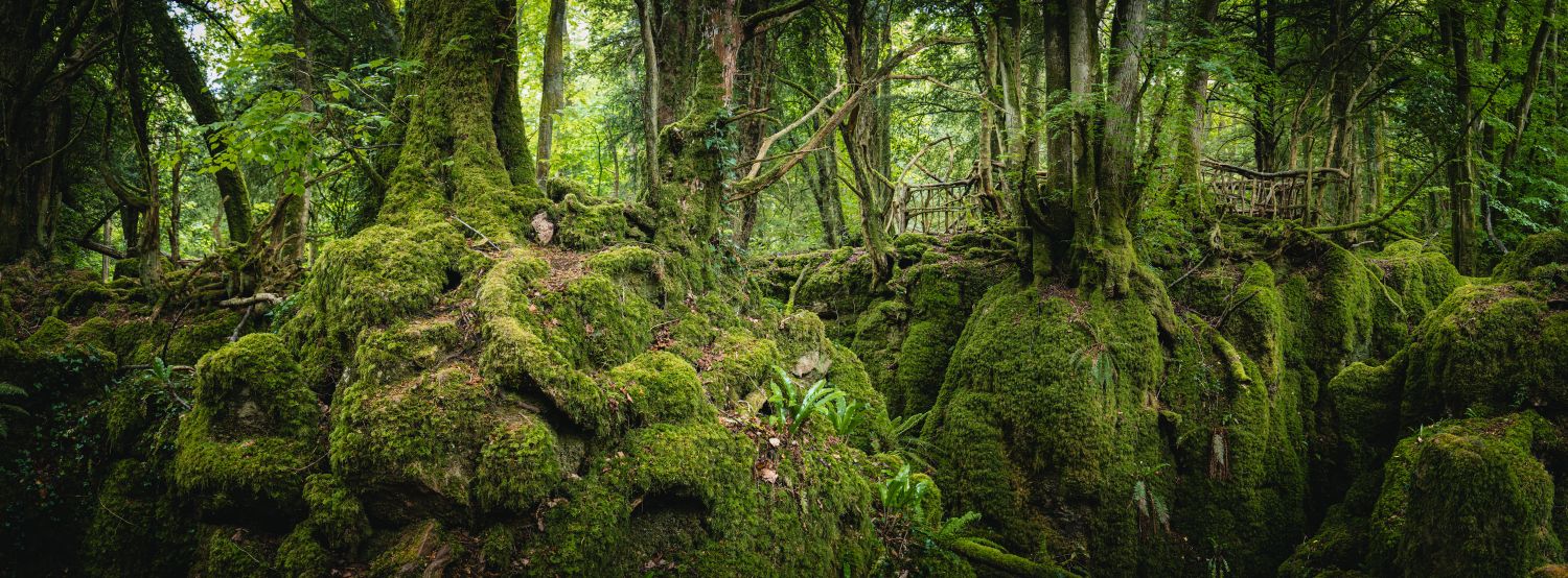 Puzzlewood 1