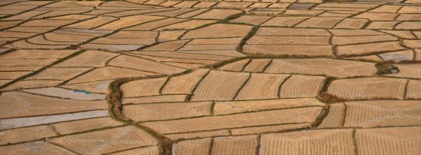 Bhutan Rice Fields 2