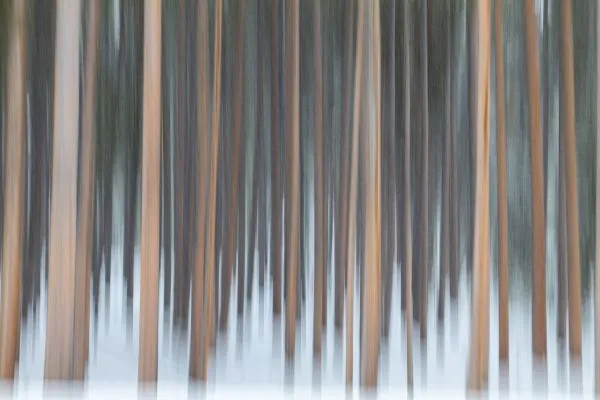 Yellowstone Trees