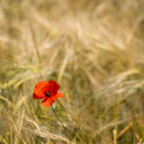 Golden Fields