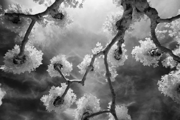 Infrared Trees