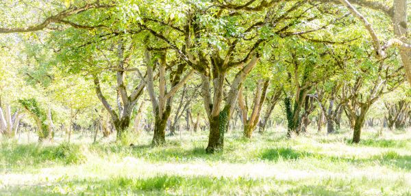 High Key Walnut Grove High Key Walnut Grove