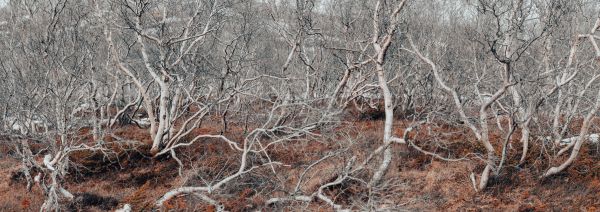 Icelandic Trees
