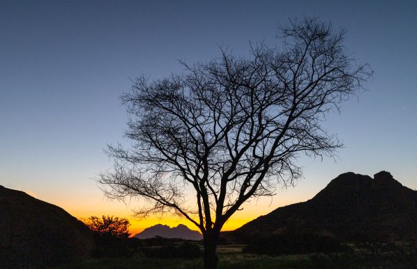Spitzkoppe Tree