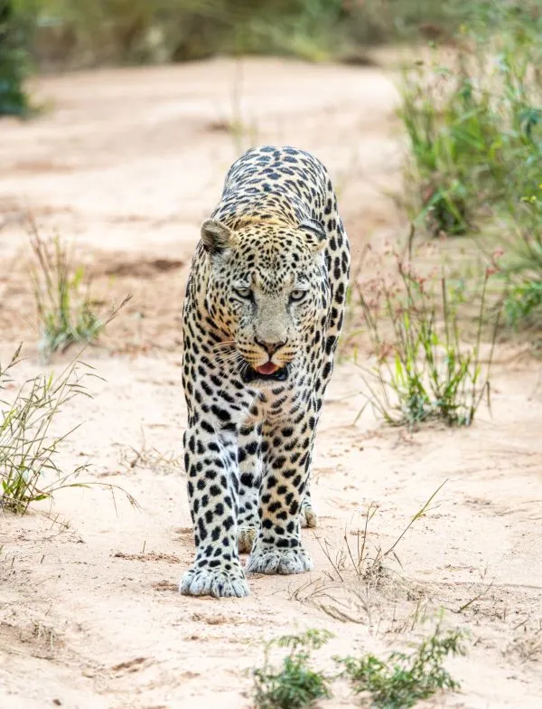 Leopard 1