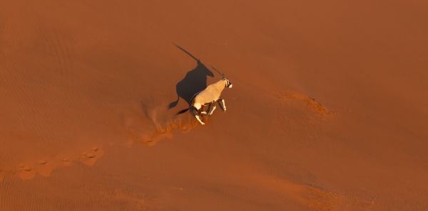 Sossusvlei Dune Oryx