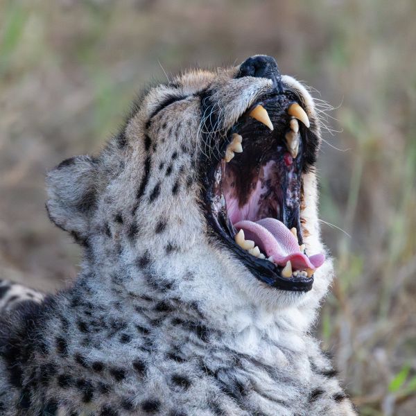Cheetah 1