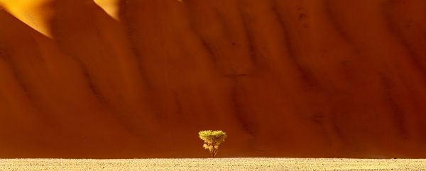 Sossusvlei Dune 14
