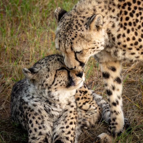 Cheetah 2