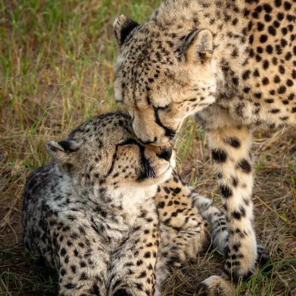 Cheetah 2