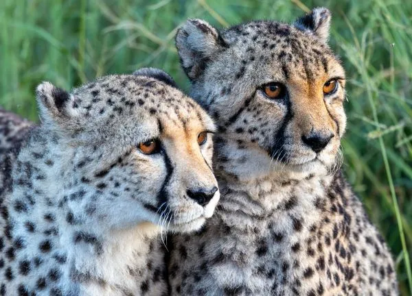 Cheetah 3