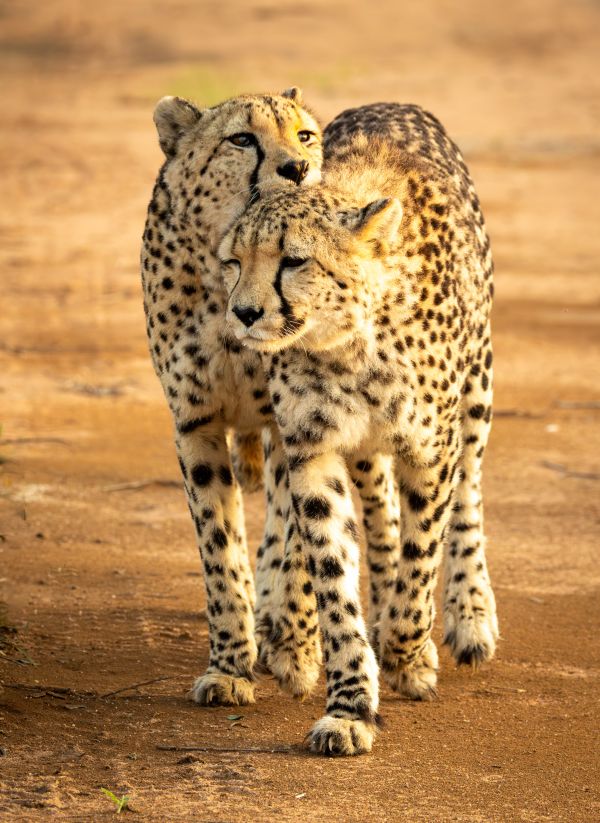 Cheetah 5