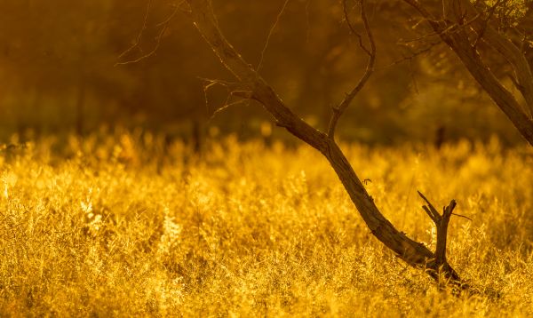 Namibia Sunrise