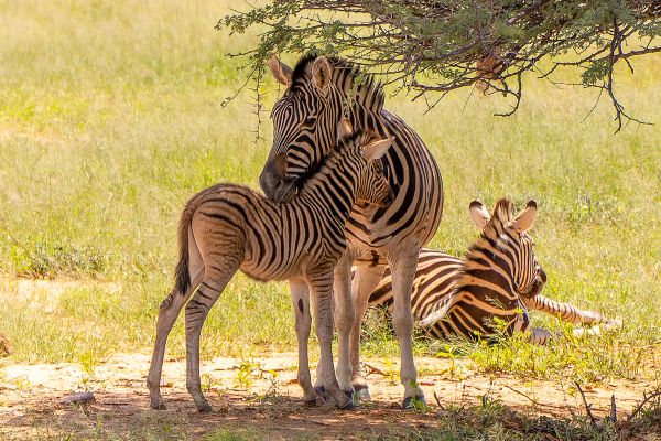 Zebra Taking Shelter