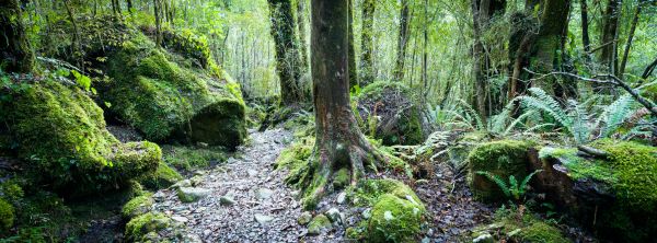 Forest Trail 2