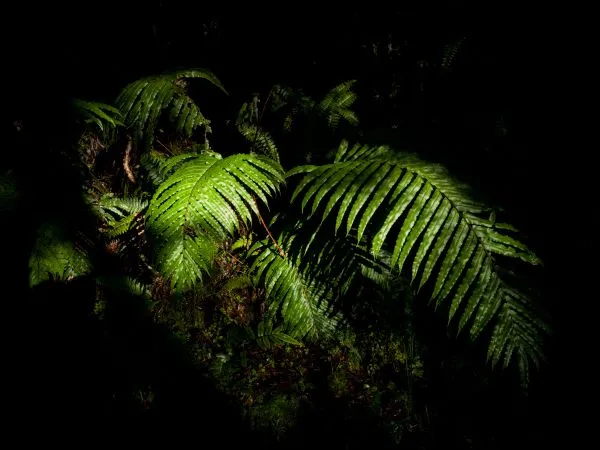 Ferns