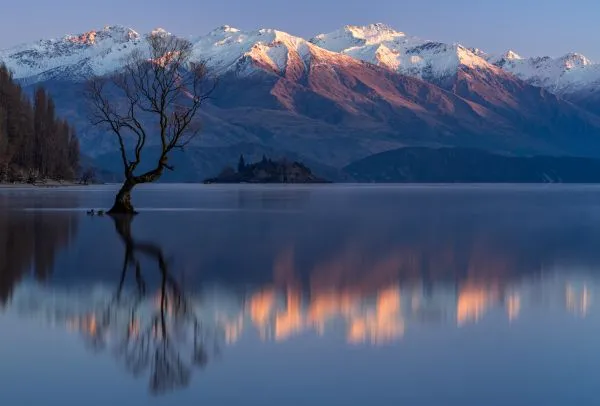 Lake Wanaka Tree 1