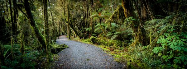 Forest Trail 1