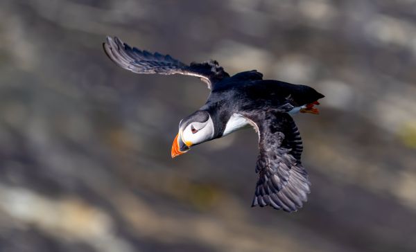 Taking Flight