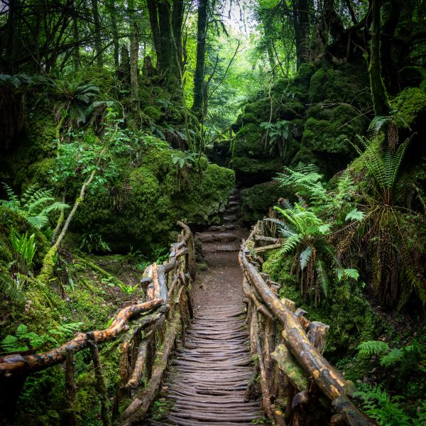 Puzzlewood 10