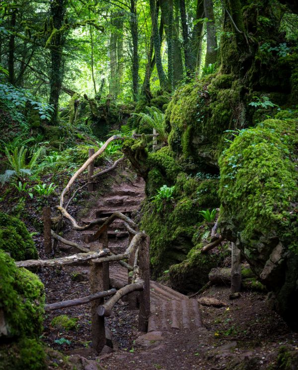Puzzlewood 11