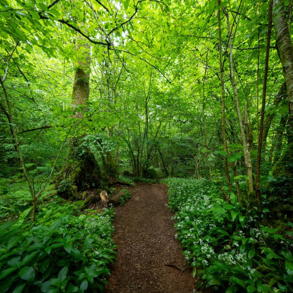 Puzzlewood 12